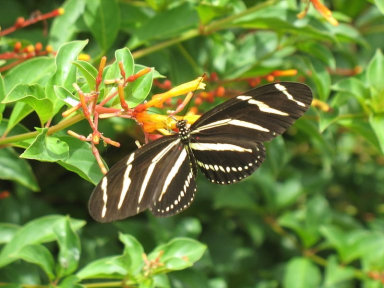 Attracting Wildlife with Florida Native Plants