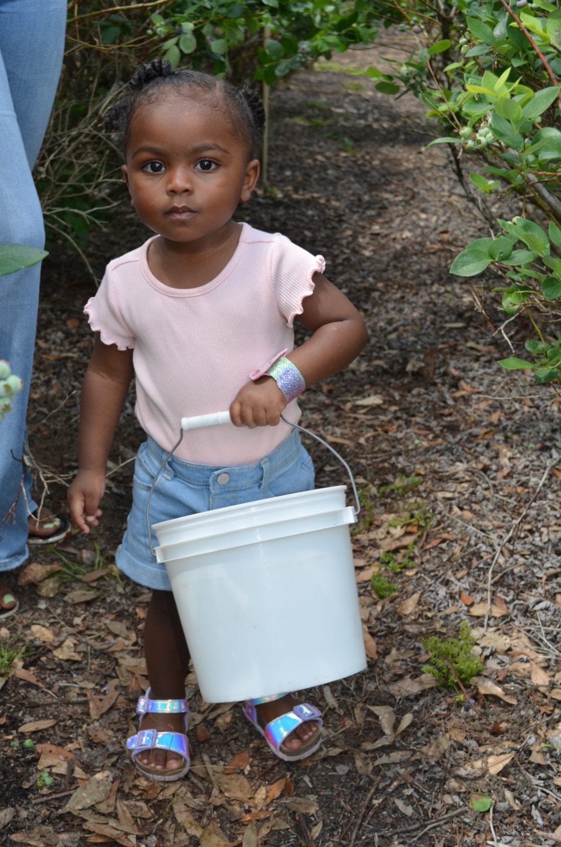 Blueberry fest draws sweet crowd Plant City Observer